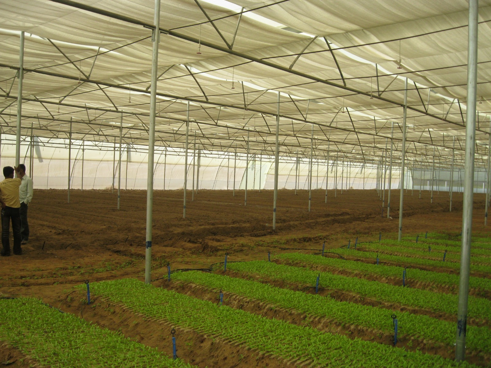 Greenhouse Project 42